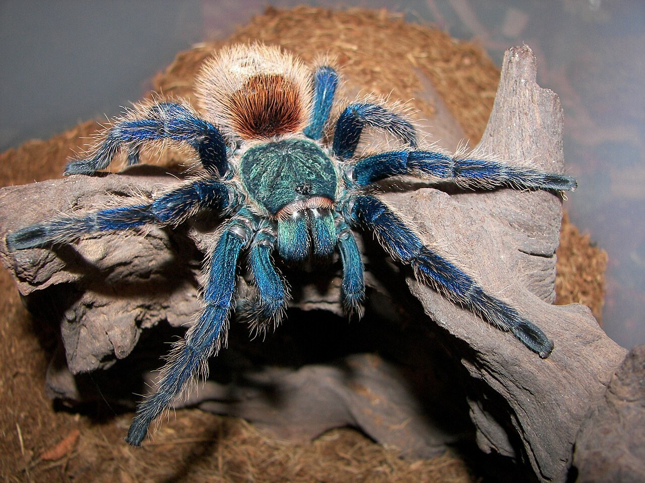 Greenbottle blue tarantula with metallic blue legs, blue-green carapace and orange abdomen